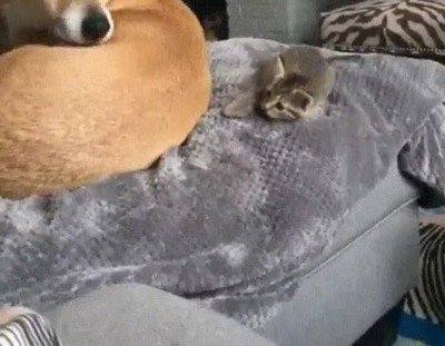 mirada,intimidar,un mont&oacute;n