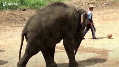 Enlace a Este elefante tiene un mejor primer toque que Lukaku