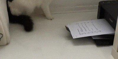 Gatos que todavía no entienden la magia detrás de las impresoras gato,entender,magia,impresora