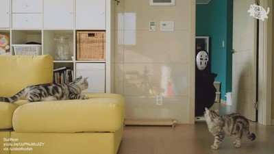 intentar,explicar,chihiro,gato