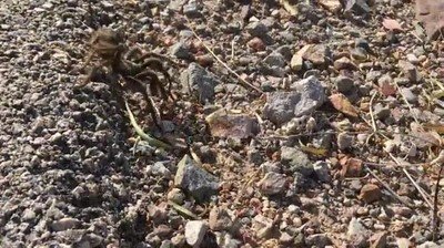tarantula,cuzar,carretera