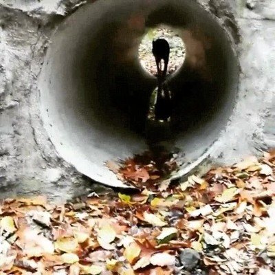 lobos,animal,estilo,elegante