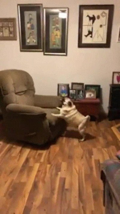 Enlace a Este sillón parecer estar partiéndose de risa con el perr