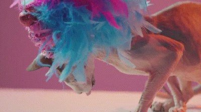 Enlace a Este tipo de gatos saben llevar sombreros de la forma más elegante