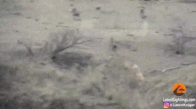 simba,proteger,pumba,el rey leon