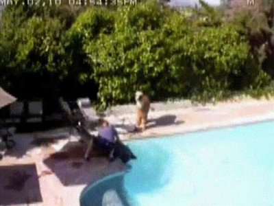 canguro,alpacas,complicado