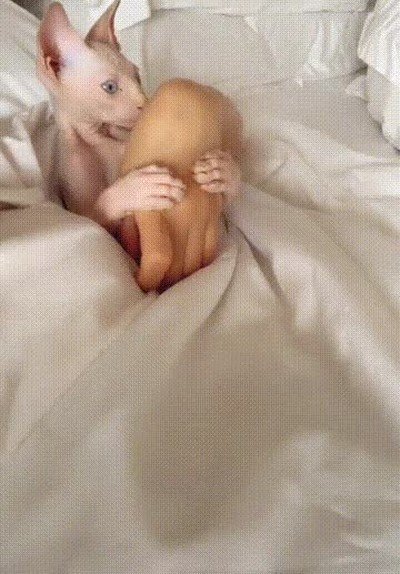 gato,mano,cama,soltar