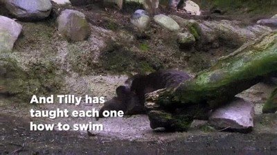 Enlace a Es bastante cruel cuando las nutrias enseñan a nadar a sus crías