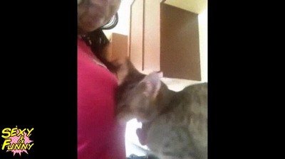 lugar,gato,restregarse