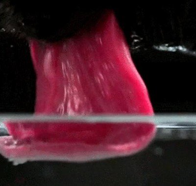 Enlace a Así se comporta la lengua de un perro cuando bebe agua en cámara lenta