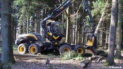 gif animado de arboles del bosque