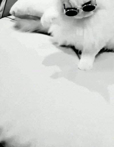 nunca,molar,tanto,gato