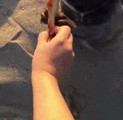 Cuando te despiertas borracho en la playa y tu mejor amigo te trae algo para desayunar despertar,borracho,playa,mejor,amigo