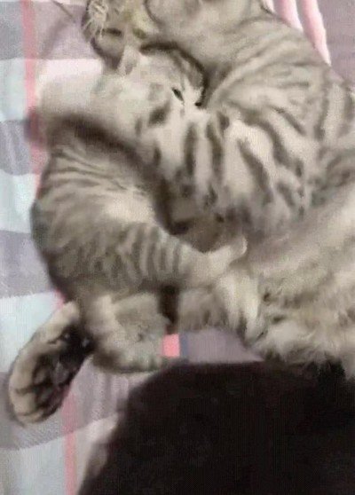 Enlace a Mamá aguantando todas las pataletas de su pequeño 