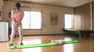 Enlace a A este gato le encanta juga a golf. Bueno...más o menos