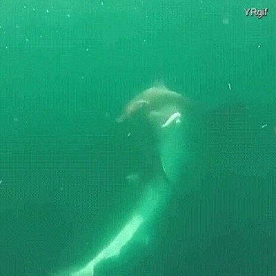 Enlace a Igual es un mal día para salir a bucear