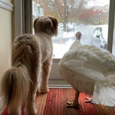 preocupaci&oacute;n,ma&ntilde;ana,caer,nieve