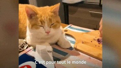 verguenza,llorar,gato