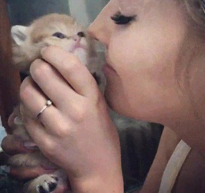 gatito,adorable,besitos