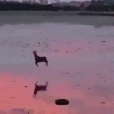 crush,abrir,conversaci&oacute;n