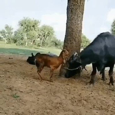 trotamusicos,realidad