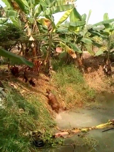 perro,divertir,verano