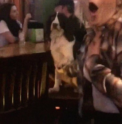 perro,simpatico,clientela,bar