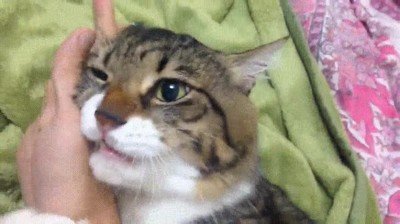 ahora,mio,gato,humano