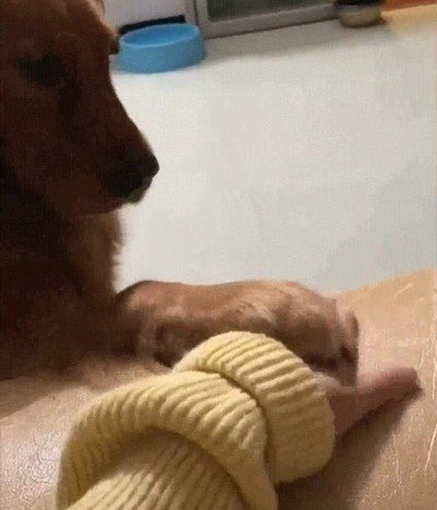 perro,unica,manera,ganar