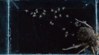 pesadillas,ara&ntilde;as