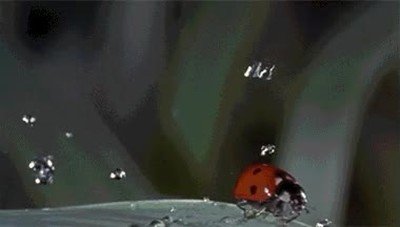 mariquita,peligroso,d&iacute;as,lluvia