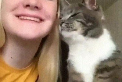 Enlace a Cuando tienes el amor  de tu gato no necesitas nada más en la vida