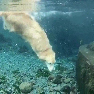 Enlace a Perros que han aprendido a bucear para conseguir sus presas 