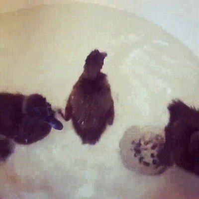 primer,ba&ntilde;o,adorable