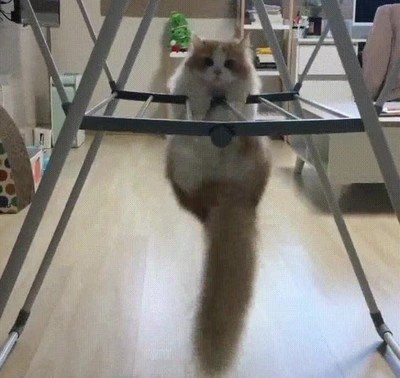 gimnasio,gato