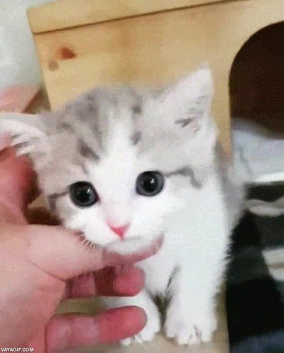 gato,cosa,adorable