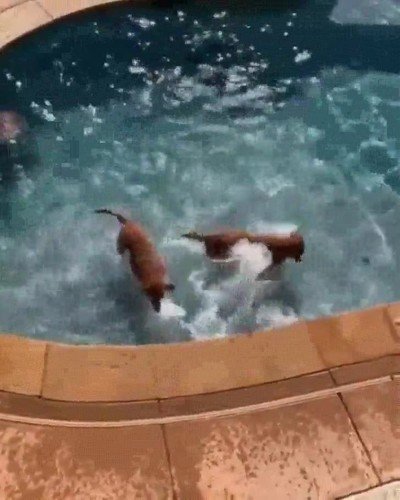 perro,utilizar,piscina