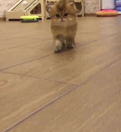 jefe,gato,acercar,respeto