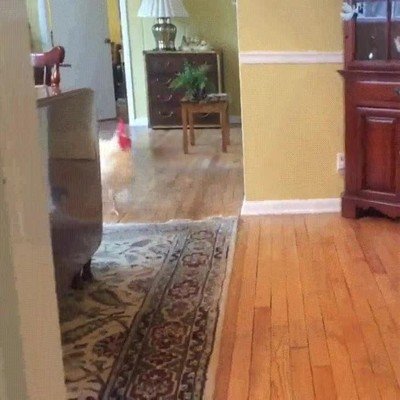 perro,volver,casa,gallina