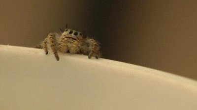 ara&ntilde;a,pesadillas