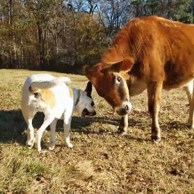 perro,vaca,mejores amigos