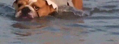 Enlace a Imagínatelo con la banda sonora de Tiburón