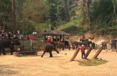 partidos,futbol,elefantes,tranquilo