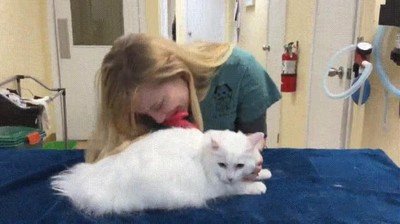 lamer,gente,obsesionada,gatos