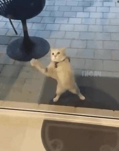 brujeria,gato,cristal