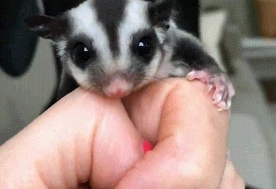 perro,cuidadoso,nuevo amigo