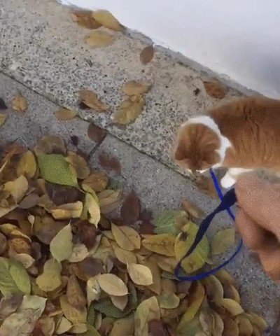 primer,paseo,gato,hojas