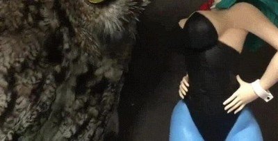 Enlace a Creo que este búho no es muy fan de Dragon Ball ni de Bulma