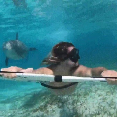 delfin,curioso,compa&ntilde;ia