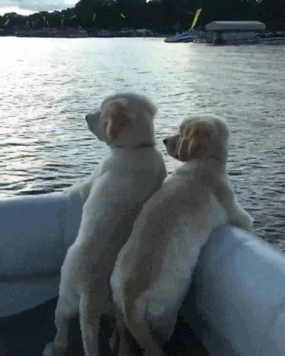 perro,jugar,contar,patos